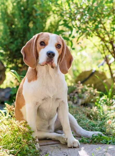 Portrait Cute Beagle Dog Green Lawn — ストック写真