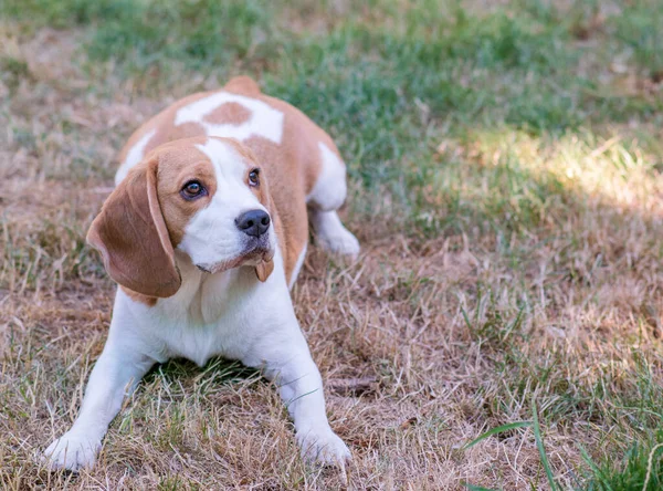 Portrait Cute Beagle Dog Green Lawn — ストック写真