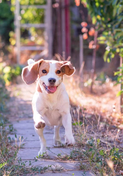 playfull funny running beagle dog