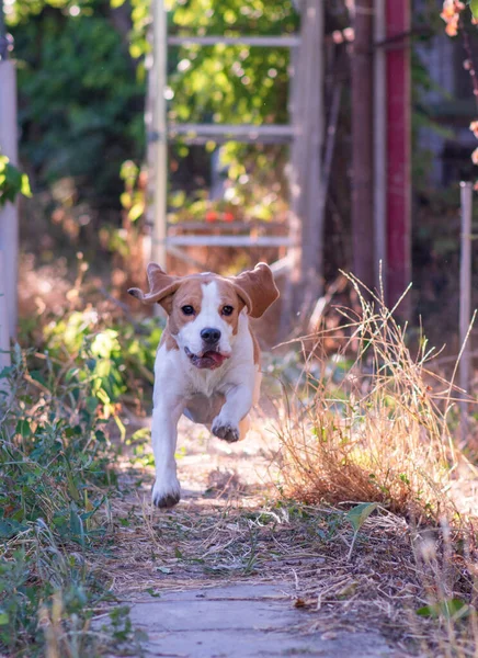 Eğlenceli koşu köpeği.