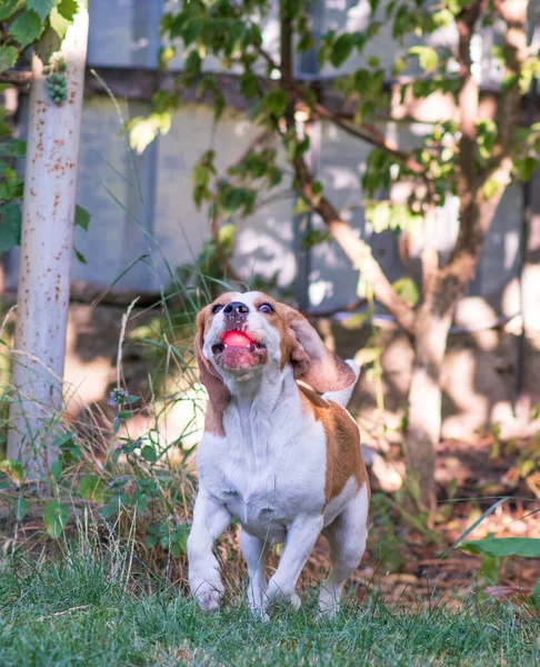 Zabawy Zabawny Biegnący Pies Beagle — Zdjęcie stockowe