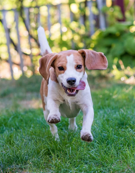 Playfull Funny Running Beagle Dog — Stockfoto
