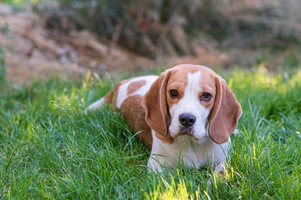 Yeşil çimenlikteki şirin bir av köpeği portresi