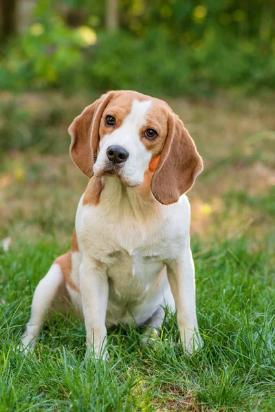 Portrait Cute Beagle Dog Green Lawn — 图库照片