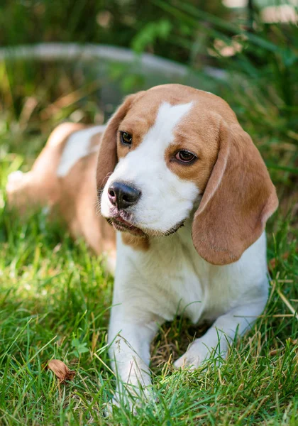 Portrait Cute Beagle Dog Green Lawn Stockafbeelding