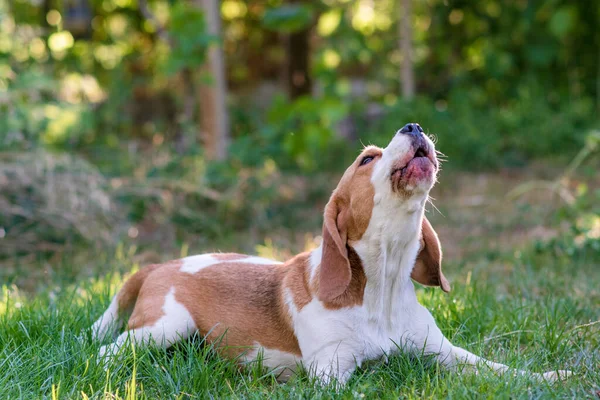 Portrait Cute Beagle Dog Green Lawn Rechtenvrije Stockafbeeldingen