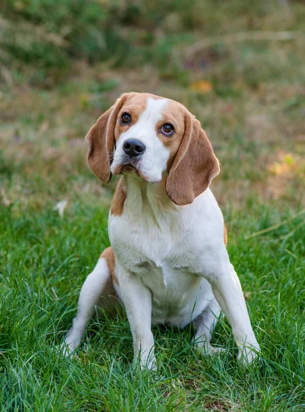 Portrait Cute Beagle Dog Green Lawn 图库照片
