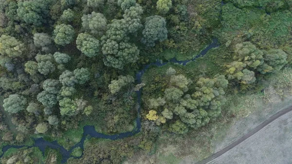 Petite Rivière Parmi Les Buissons Denses Herbe — Photo