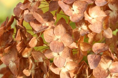 Güneşli bir sonbahar gününde ortanca ağaçlarının kuru çiçekleri