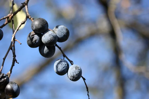 Ripe blue plums on a branch against a blue sky