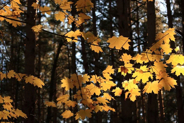 秋天阳光灿烂的日子里 黄橙相间的叶子 — 图库照片