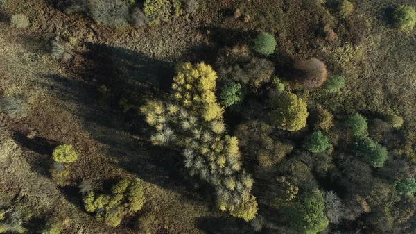 Vue Aérienne Des Arbres Aux Feuilles Jaunes Vertes Soirée Automne — Photo