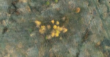 Sarı yapraklı huş ağaçlarını, tarla yollarını ve güneşli bir sonbahar akşamında bir nehri gösteren hava videosu.