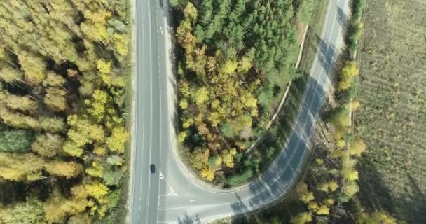 가을에 길가에 노란색 자작나무들 — 비디오