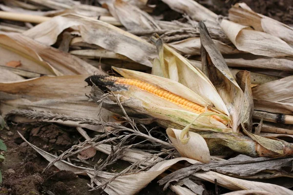 Ухо Кукурузы Желтыми Зернами Поле Стоковое Фото
