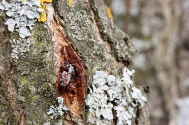 Erik kabuğundaki bir çatlaktan meyve suyu çıkarmak.
