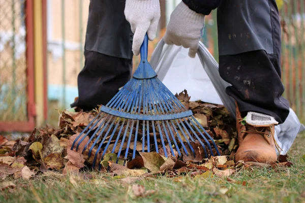 Мужчина Собирает Опавшие Листья Пластиковый Пакет Грабли — стоковое фото