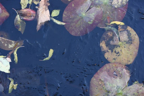 Capullo Las Hojas Ninfa Agua Helada Después Helada Noche —  Fotos de Stock