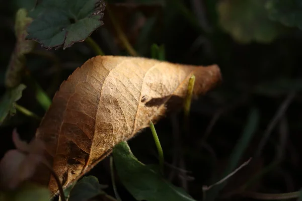 Сонячно Коричневий Сухий Лист Тіні Трави — стокове фото
