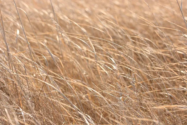 太陽光に照らされた乾燥したフィールド植物の背景 — ストック写真