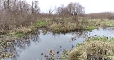 Bir sonbahar günü bataklıkta küçük bir nehrin üzerinde uçmak