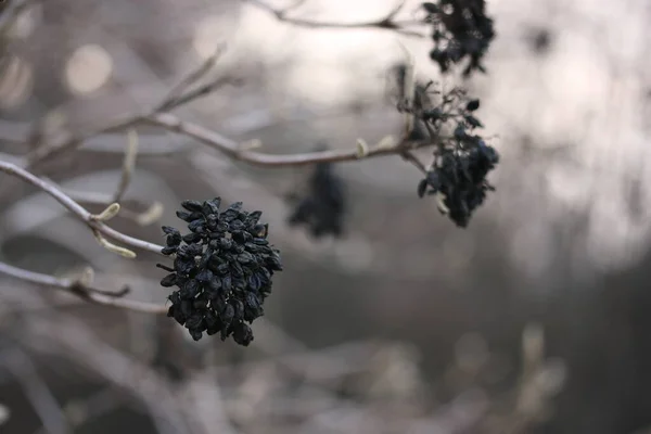 배경에 장식용 식물의 열매들 — 스톡 사진