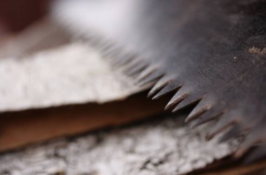 Huş ağacının arka planında iki el testere var.