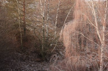 Yamaçtaki ağaçların arka planında huş dalları asılı.