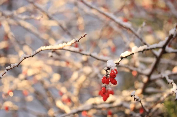 12月上旬の晴れた日に枝に雪の中の赤い果実 — ストック写真