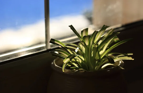 窓辺の壺に緑色の葉を持つ室内花 — ストック写真