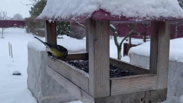 Fåglar Picka Frön Från Matare Molnig Vinterdag — Stockvideo