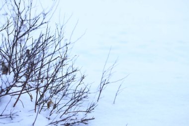 Branches of a snow-covered garden ornamental bush