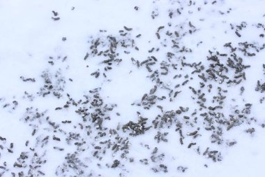 Litter of a flock of partridges on white snow