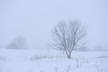A tree among the field during a snowfall