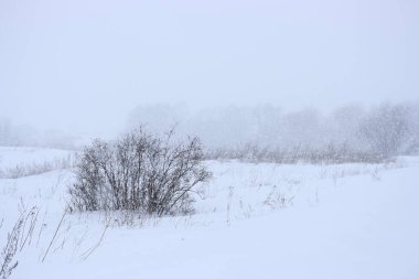 A tree among the field during a snowfall