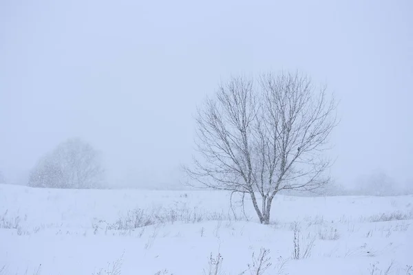 Tree Field Snowfall — Foto Stock