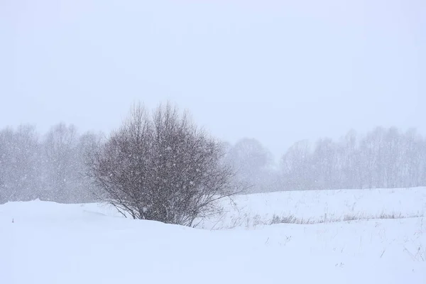 Tree Field Snowfall — Foto Stock