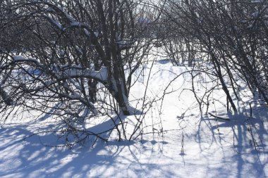 Güneşli bir günde çalıların altındaki karların gölgeleri.