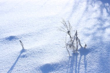 Kuru bir bitki, güneşli bir günde kar üzerinde mavi gölgelerin arka planına karşı.