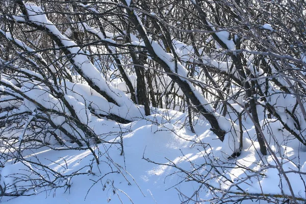 Ombre Nella Neve Sotto Rami Dei Cespugli Una Giornata Sole — Foto Stock