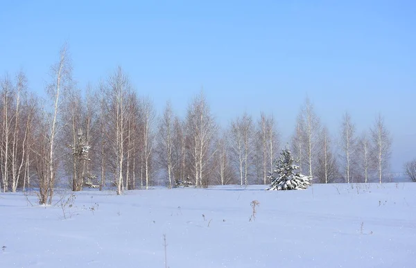 Pino Tra Neve Scintillante Sullo Sfondo Betulle Cielo Blu Invernale — Foto Stock