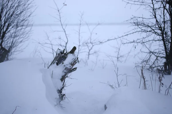 Ceppo Albero Sotto Neve Margini Della Foresta — Foto Stock