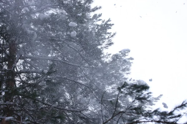 Neve Sui Rami Una Foresta Invernale Una Giornata Nuvolosa — Foto Stock