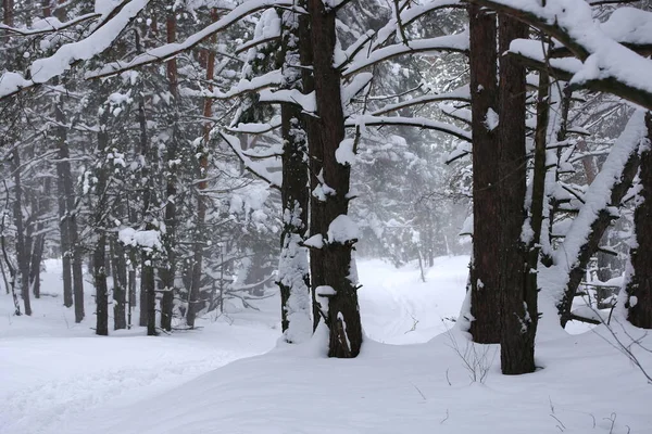 Neve Sui Rami Una Foresta Invernale Una Giornata Nuvolosa — Foto Stock