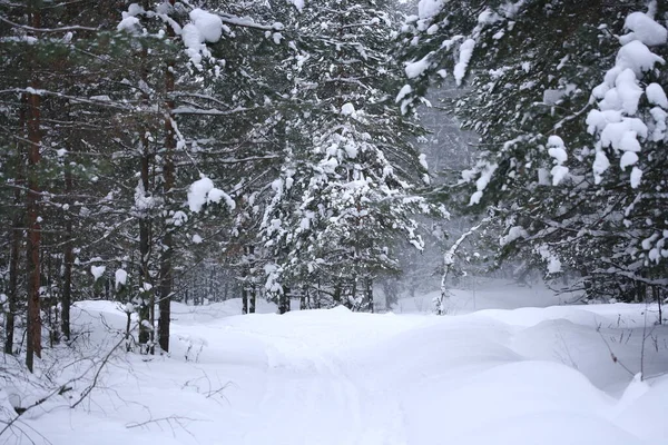 Pista Sci Sotto Rami Nella Neve Della Foresta Invernale — Foto Stock