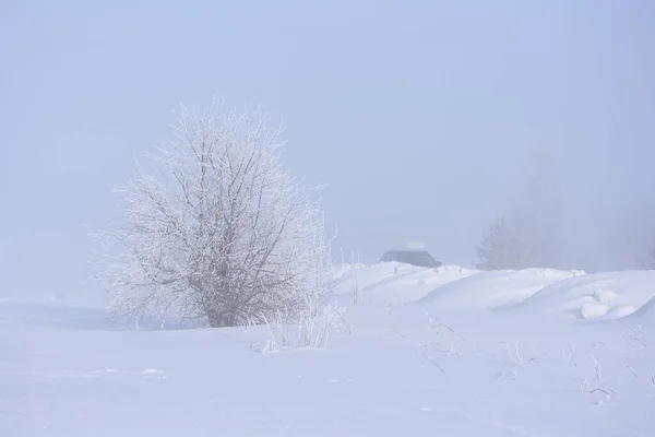 Nella Nebbia Albero Con Gelo Sui Rami Dietro Cumuli Neve — Foto Stock