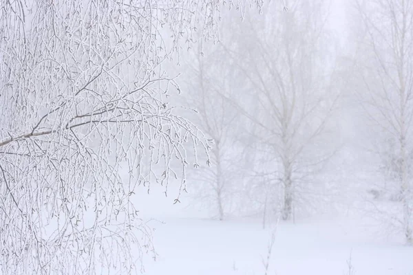 Alberi Con Gelo Sui Rami Una Giornata Invernale Nebbiosa — Foto Stock
