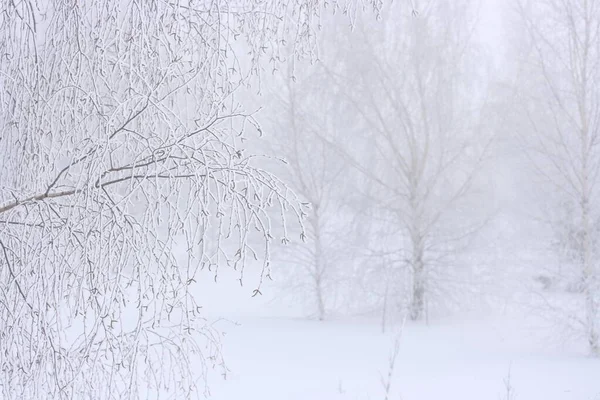 Árboles Con Escarcha Las Ramas Día Nublado Invierno —  Fotos de Stock