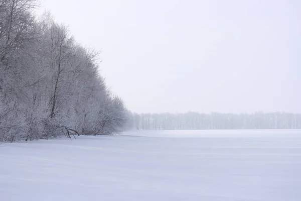 Alberi Con Gelo Sui Rami Una Giornata Invernale Nebbiosa — Foto Stock