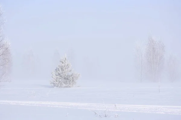 冬の霧の日に枝に霜のある木 — ストック写真